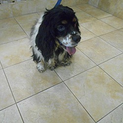 Thumbnail photo of Sophie - Adopted! #3