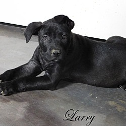 Thumbnail photo of larry #1
