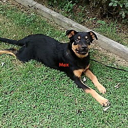 Thumbnail photo of Max-pending adoption #2
