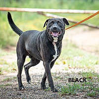 Washington Wilkes Animal Shelter in Washington, Georgia