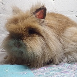 Thumbnail photo of Toffee #4