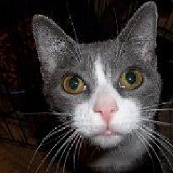 Thumbnail photo of Sugar - NC #2