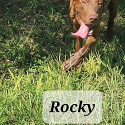 Photo of ROCKY