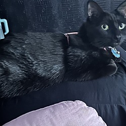 Photo of Nyx
