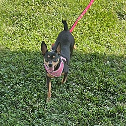 Photo of Daisy & Chip