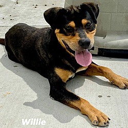 Thumbnail photo of WILLIE #4