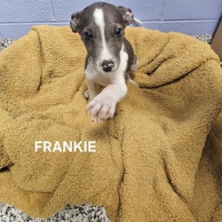 Thumbnail photo of Frankie #3