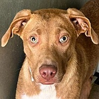 adopt a pet