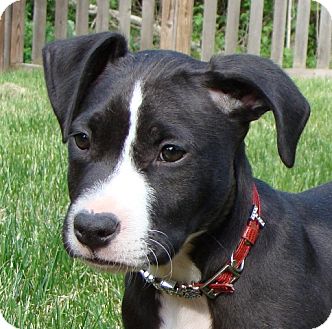 Kalamazoo Mi Pit Bull Terrier Meet Bruno A Pet For Adoption