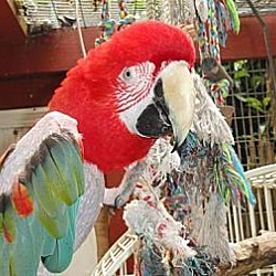 Thumbnail photo of ANGIE  GREENWING Macaw #2