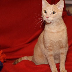 Thumbnail photo of Punkin (Spayed & Declawed) #3