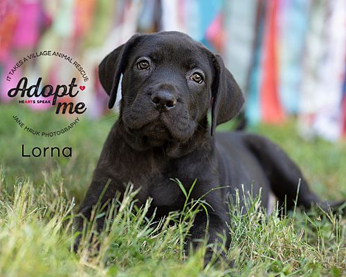 Middletown De Cane Corso Meet Lorna A Pet For Adoption