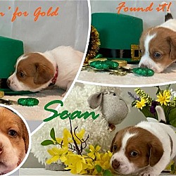 Thumbnail photo of Molly Maguire Litter:  Sean #1