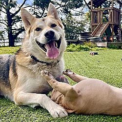 Thumbnail photo of Finn: Your dog's new friend #4
