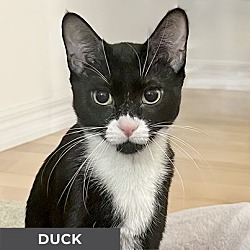 Photo of Duck