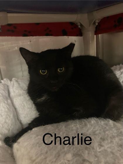 Thumbnail photo of Charlie(bonded to Pepper) #2