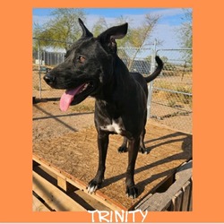 Thumbnail photo of Trinity #1
