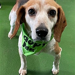 Photo of Baby Beagle: Not at the shelter
