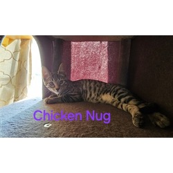 Thumbnail photo of Chicken Nug #3