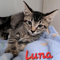 Thumbnail photo of Luna #2