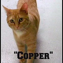 Thumbnail photo of copper #2