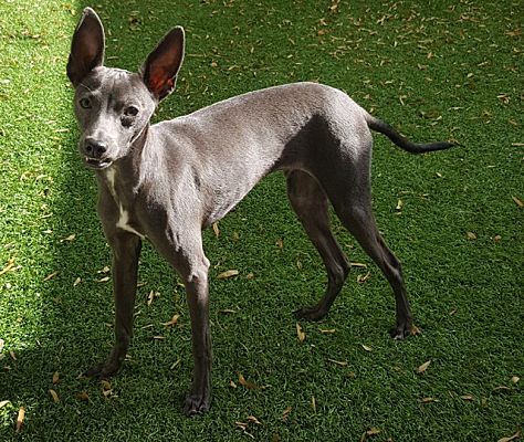 hairless greyhound