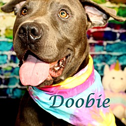 Thumbnail photo of Doobie~adopted! #1