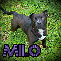 Photo of milo