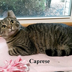 Thumbnail photo of Caprese #2