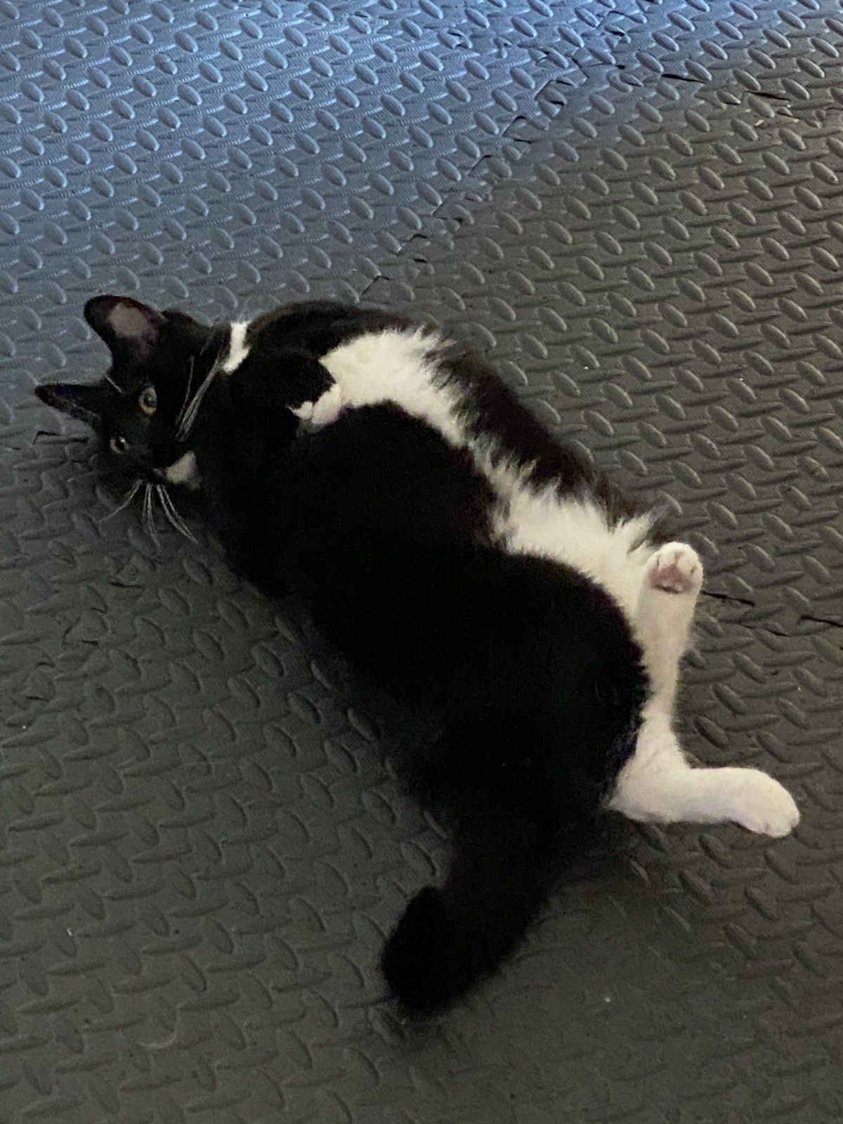 Adopt Kira A Black And White Or Tuxedo Domestic Shorthair Mixed Short Coat Cat In Midlothian