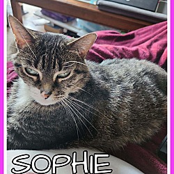 Photo of Sophie-ADOPT FEE PAID