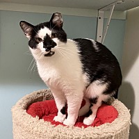 adopt a pet