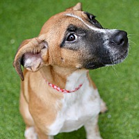 adopt a pet