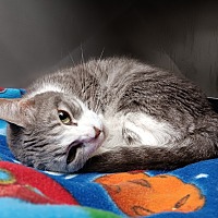 adopt a pet