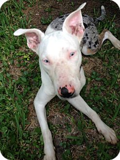 Ocean Ridge Fl Catahoula Leopard Dog Meet Oreo A Pet For Adoption