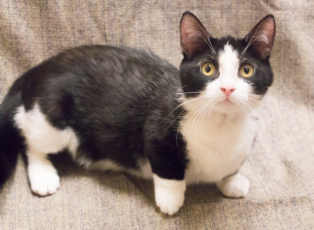 Chicago Il Munchkin Meet Munch A Pet For Adoption