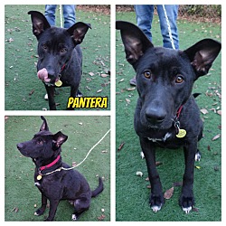 Thumbnail photo of Pantera #1