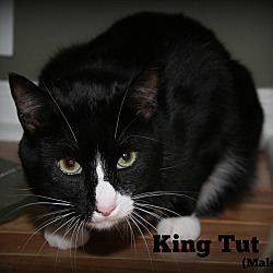 Thumbnail photo of King Tut #4