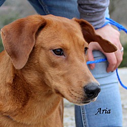 Thumbnail photo of Aria~adopted! #1