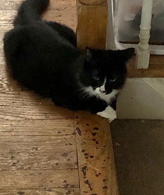 Baltimore Md Domestic Longhair Meet Einstein A Pet For Adoption
