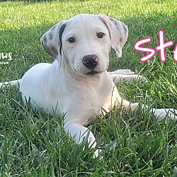 Thumbnail photo of Beagle Litter: Stella #3