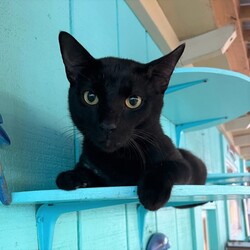 Photo of Tuna Cat