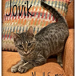 Photo of Jovik
