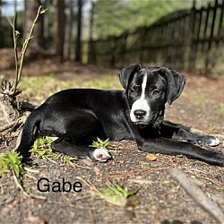 Thumbnail photo of Gabe - Tiny Terrier Litter #3