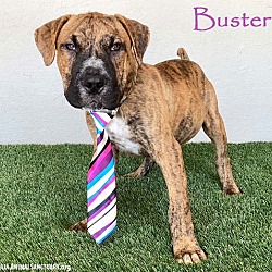 Thumbnail photo of Buster #1