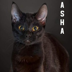 Thumbnail photo of Asha #2