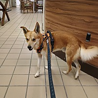 adopt a pet