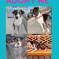 adopt a pet
