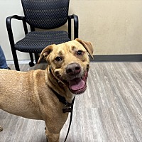 adopt a pet