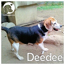 Thumbnail photo of Deedee #1